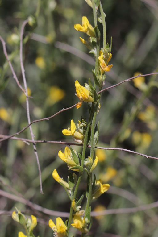 Anthyllis  fleurs ternes, Anthyllis terniflora, Dsert de Tabernas, Andalousie orientale, mars 2018