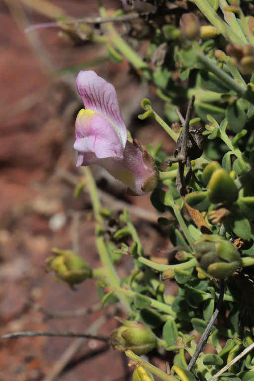 Muflier, Antirrhinum charidemi, Cabo de Gata, Andalousie orientale, mars 2018