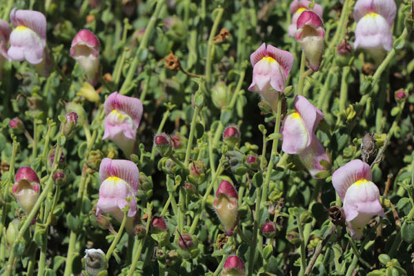 Muflier, Antirrhinum charidemi, Cabo de Gata, Andalousie orientale, mars 2018