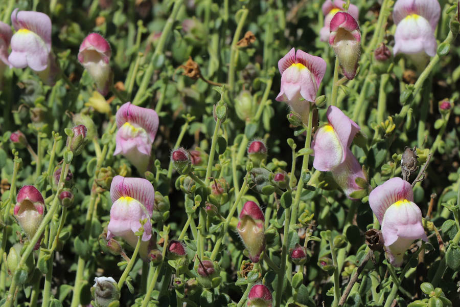 Muflier, Antirrhinum charidemi, Cabo de Gata, Andalousie orientale, mars 2018