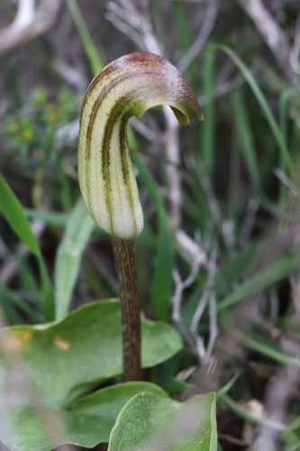 Arisarum, Arisarum vulgare, Albaricoques, Andalousie orientale, mars 2018