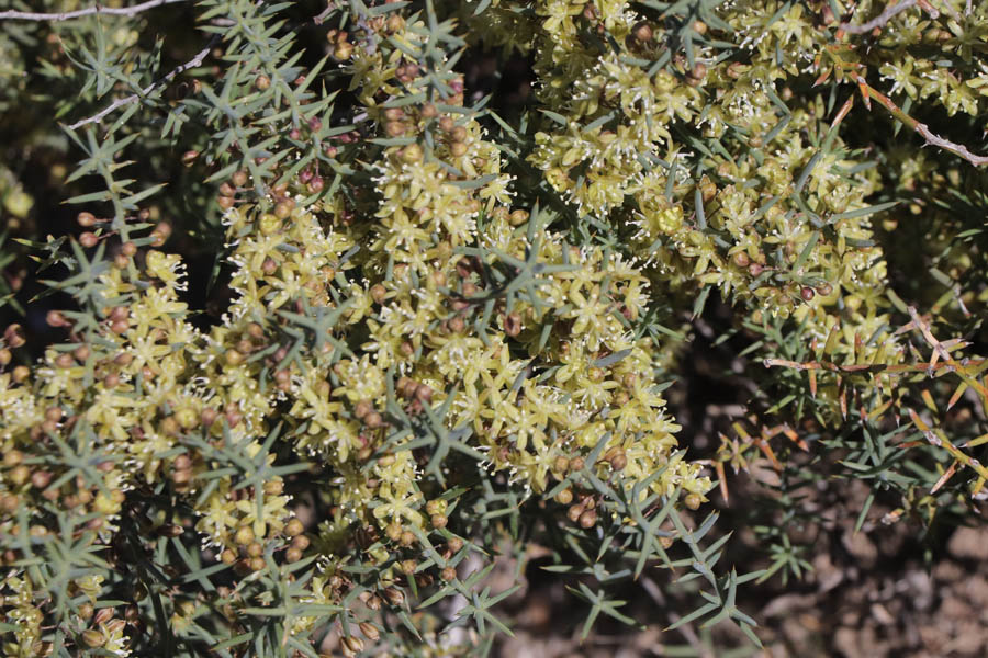 Asperge horrible, Asparagus horridus, Dsert de Tabernas, Andalousie orientale, mars 2018