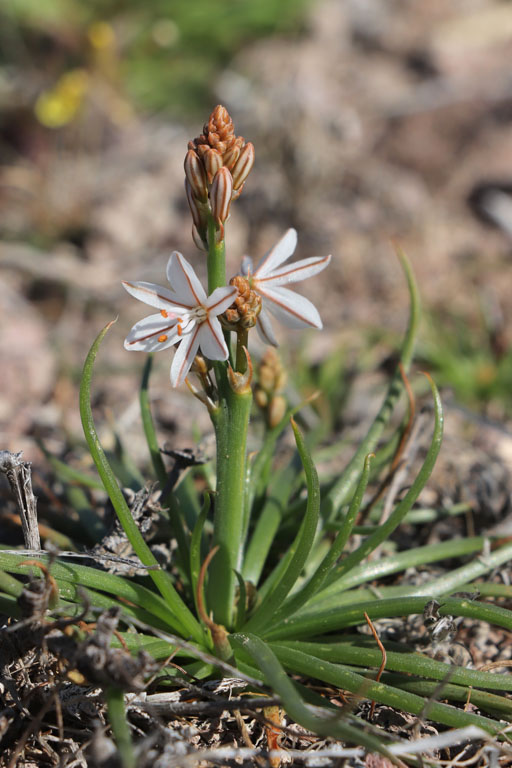 Asphodle  feuilles troites, Asphodelus tenuifolius, Cabo de Gata, Andalousie orientale, mars 2018