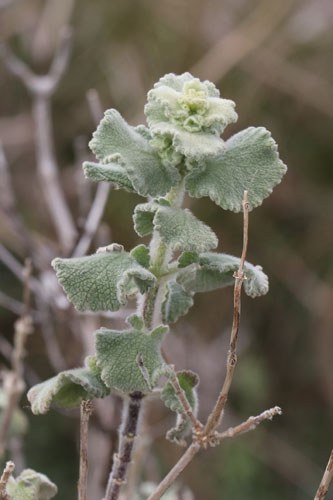 Ballote hrissse, Ballota hirsuta, Albaricoques, Andalousie orientale, mars 2018