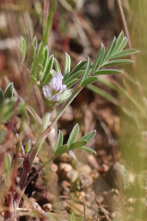 Astragale piglotte, Biserrula epiglottis, Cabo de Gata, Andalousie orientale, mars 2018
