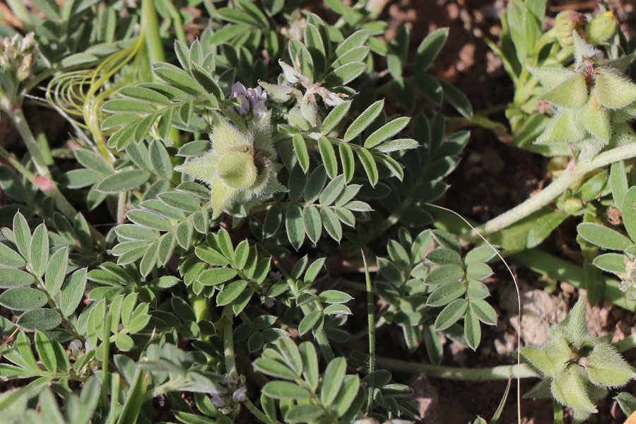 Astragale piglotte, Biserrula epiglottis, Cabo de Gata, Andalousie orientale, mars 2018