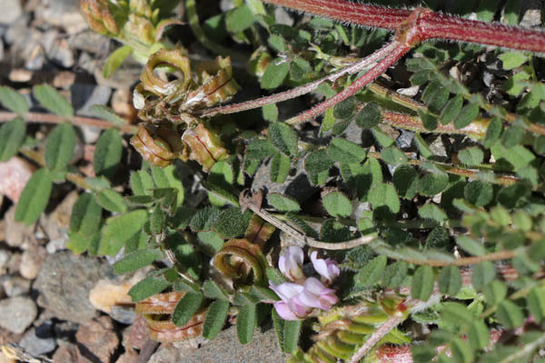 Astragale double-scie, Biserrula pelecinus, Campo de Tabernas, Andalousie orientale, mars 2018