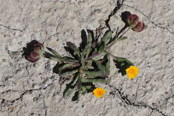 Calendula  fruits  trois ailes, Calendula tripterocarpa, Dsert de Tabernas, Andalousie orientale, mars 2018