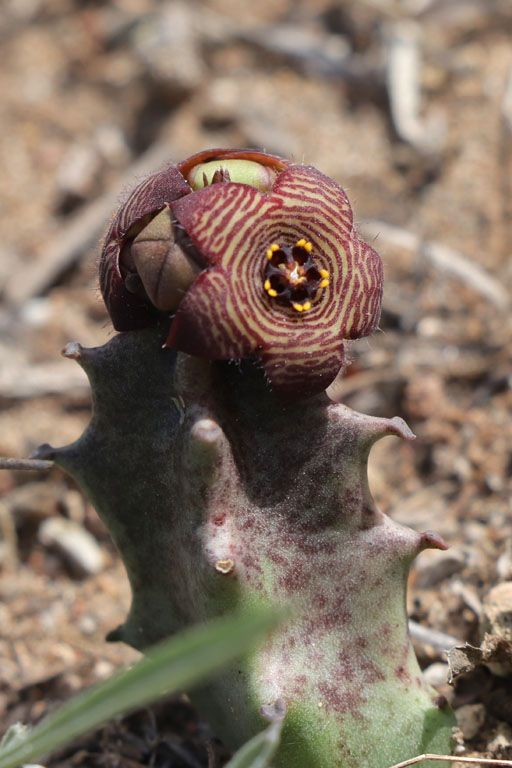 Carraluma d'Europe, Caralluma europaea, Plage de Monsul, Andalousie orientale, mars 2018