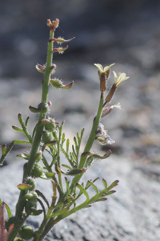Carrichtre, Carrichtera annua, Dsert de Tabernas, Andalousie orientale, mars 2018
