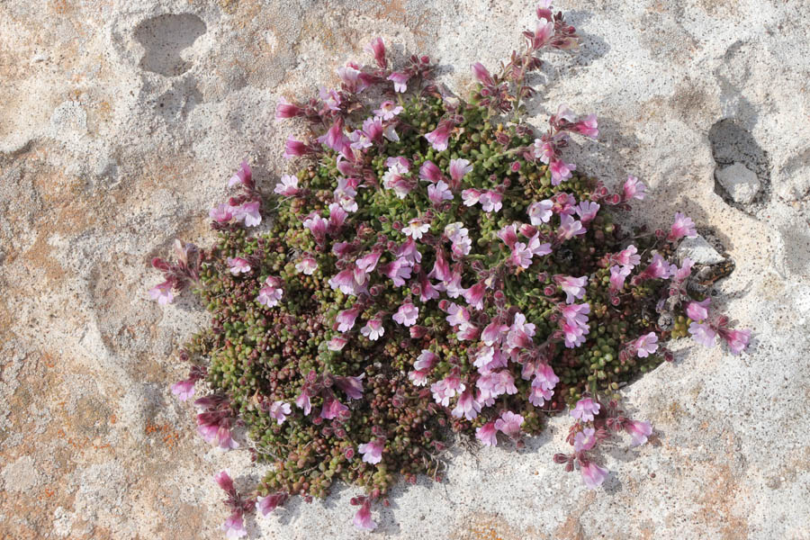 Petite linaire  feuilles grasses, Chaenorhinum crassifolium, Cabo de Gata, Andalousie orientale, mars 2018