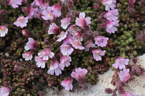 Petite linaire  feuilles grasses, Chaenorhinum crassifolium, Cabo de Gata, Andalousie orientale, mars 2018