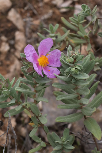 Ciste blanchtre, Cistus albidus, Albaricoques, Andalousie orientale, mars 2018