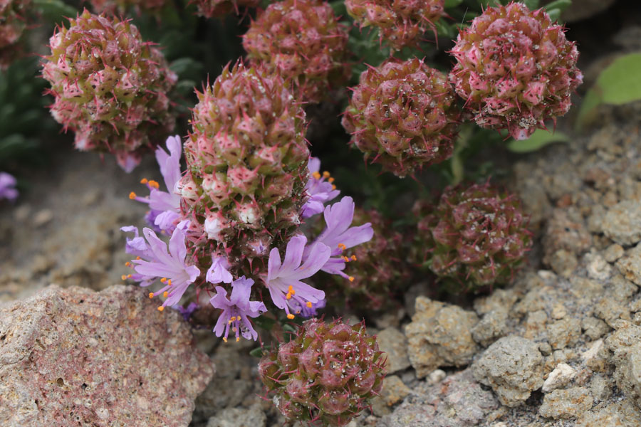 Coris de Montpellier, Coris monspeliensis, Plage de Monsul, Andalousie orientale, mars 2018