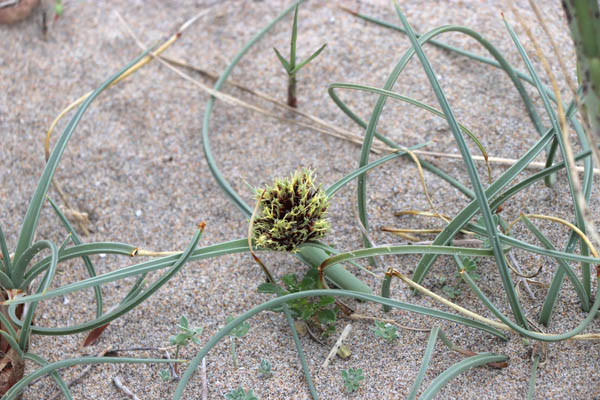 Souchet des dunes, Cyperus capitatus, Plage de Genoveses, Andalousie orientale, mars 2018