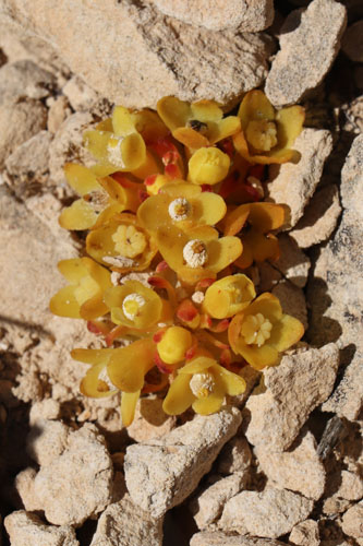 Cytinet, Cytinus hypocistis subsp. hypocistis, Las Negras, Andalousie orientale, mars 2018