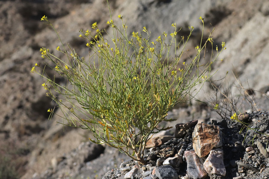 Diplotaxis de Lagasca, Diplotaxis harra subsp. lagascana, Dsert de Tabernas, Andalousie orientale, mars 2018