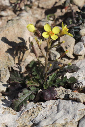 Diplotaxis de Lorqui, Diplotaxis ilorcitana, Cabo de Gata, Andalousie orientale, mars 2018