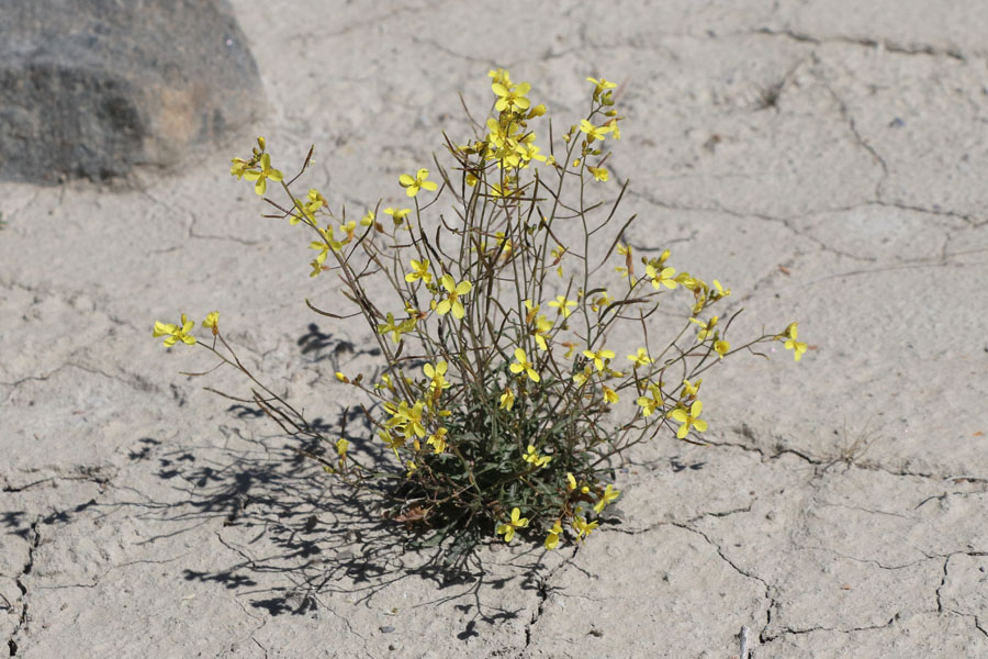 Diplotaxis de Lorqui, Diplotaxis ilorcitana, Dsert de Tabernas, Andalousie orientale, mars 2018