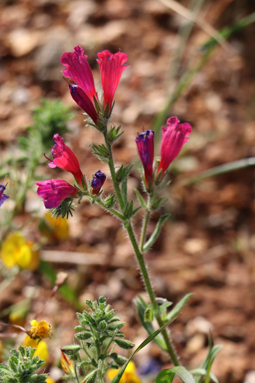 Viprine de Crte, Echium creticum subsp. creticum, Cabo de Gata, Andalousie orientale, mars 2018