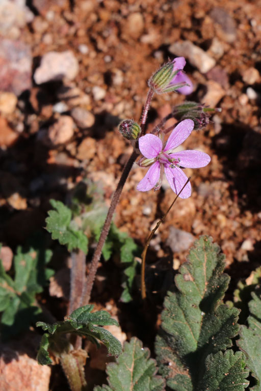 Erodium de Chios, Erodium chium, Cabo de Gata, Andalousie orientale, mars 2018