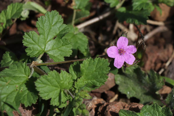 Erodium  feuilles de mauve, Erodium malacoides, Cabo de Gata, Andalousie orientale, mars 2018