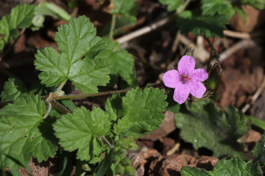 Erodium  feuilles de mauve, Erodium malacoides, Cabo de Gata, Andalousie orientale, mars 2018