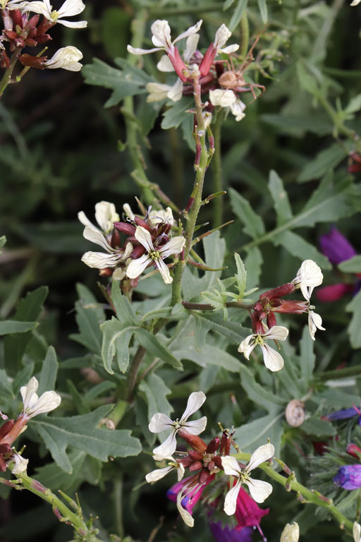 Roquette cultive, Eruca vesicaria, Albaricoques, Andalousie orientale, mars 2018