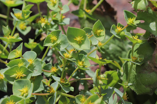 Euphorbe des moissons, Euphorbia segetalis subsp. segetalis, Cabo de Gata, Andalousie orientale, mars 2018