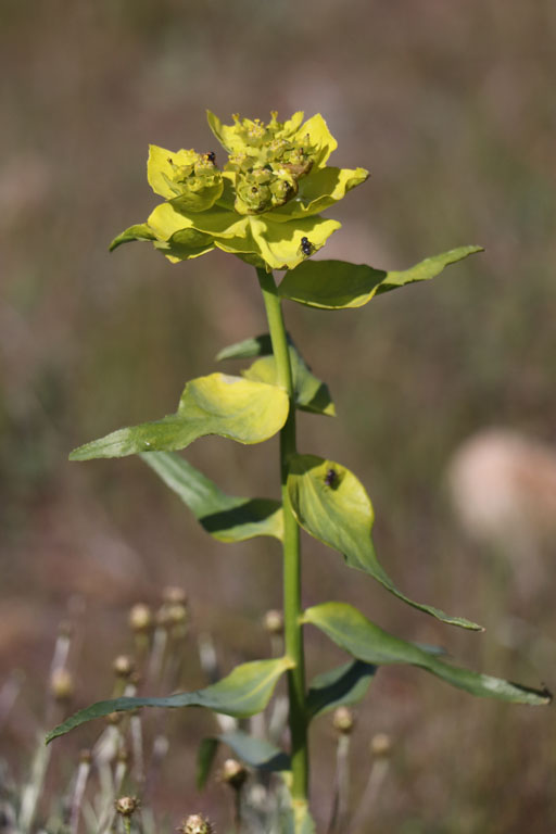 Euphorbe  feuilles en scie, Euphorbia serrata, Cabo de Gata, Andalousie orientale, mars 2018