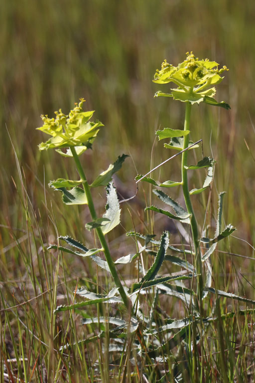 Euphorbe  feuilles en scie, Euphorbia serrata, Cabo de Gata, Andalousie orientale, mars 2018