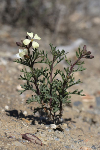 Euzomodendron de Bourgea, Euzomodendron bourgeanum, Dsert de Tabernas, Andalousie orientale, mars 2018
