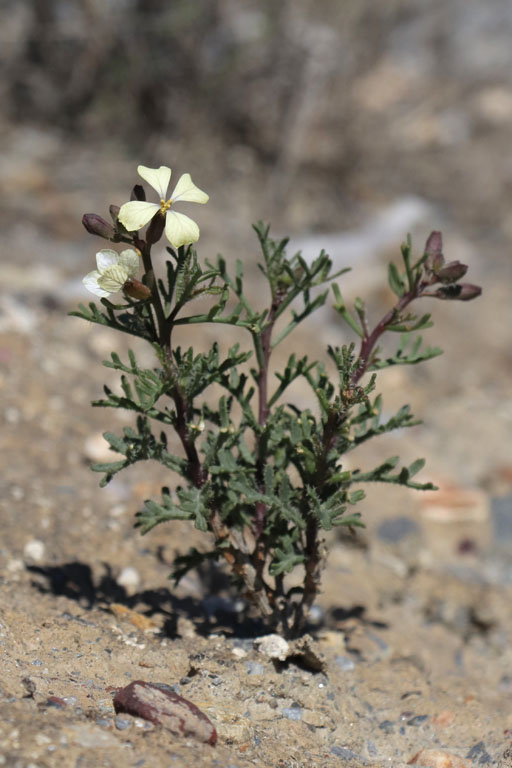 Euzomodendron de Bourgea, Euzomodendron bourgeanum, Dsert de Tabernas, Andalousie orientale, mars 2018