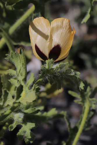 Pavot cornu, Glaucium corniculatum, Nijar, Andalousie orientale, mars 2018