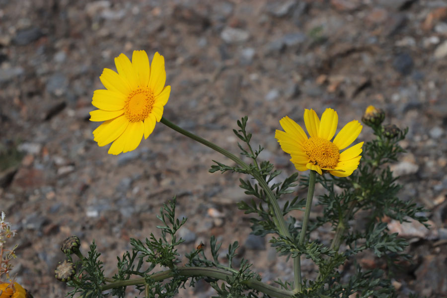 Chrysanthme couronn, Glebionis coronaria, Nijar, Andalousie orientale, mars 2018