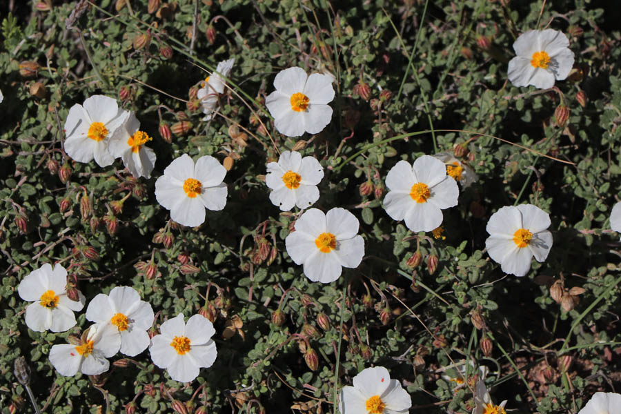 Hlianthme d'Abelardo, Helianthemum abelardoi, Cabo de Gata, Andalousie orientale, mars 2018