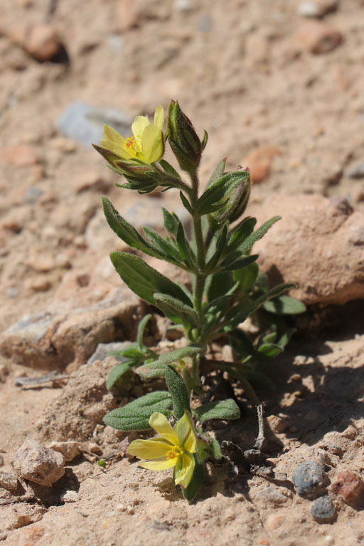 Hlianthme  feuilles de saule, Helianthemum salicifolium, Nijar, Andalousie orientale, mars 2018
