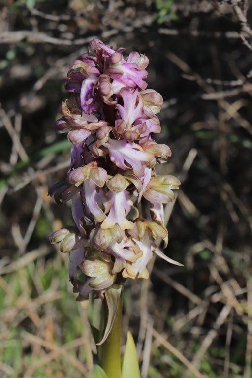 Orchis  longues bractes, Himantoglossum robertianum, Gypses de Sorbas, Andalousie orientale, mars 2018