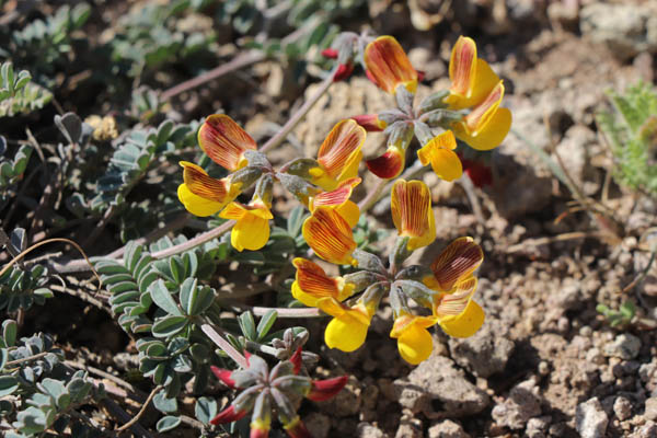 Hippocrepis scabre, Hippocrepis scabra, Cabo de Gata, Andalousie orientale, mars 2018