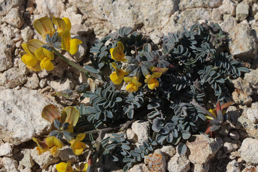 Hippocrepis scabre, Hippocrepis scabra, Cabo de Gata, Andalousie orientale, mars 2018