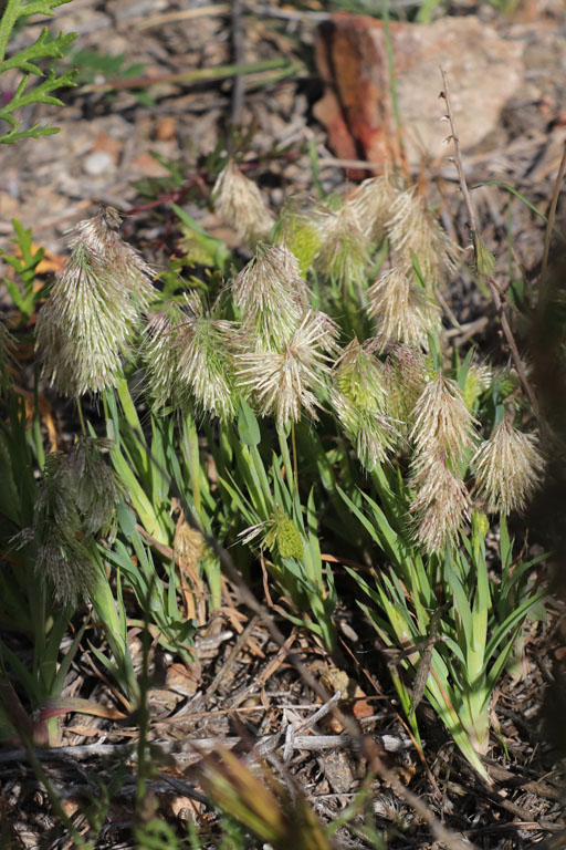 Lamarckie dore, Lamarckia aurea, San Jos, Andalousie orientale, mars 2018