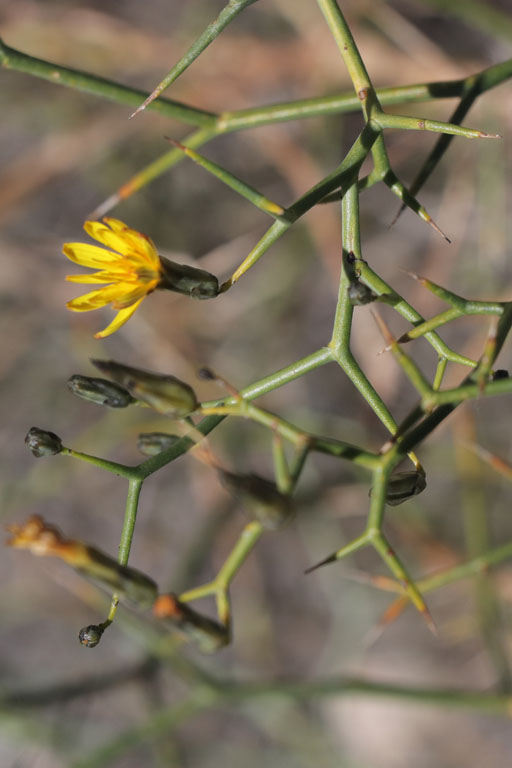 Laune arborescente, Launaea arborescens, Dsert de Tabernas, Andalousie orientale, mars 2018