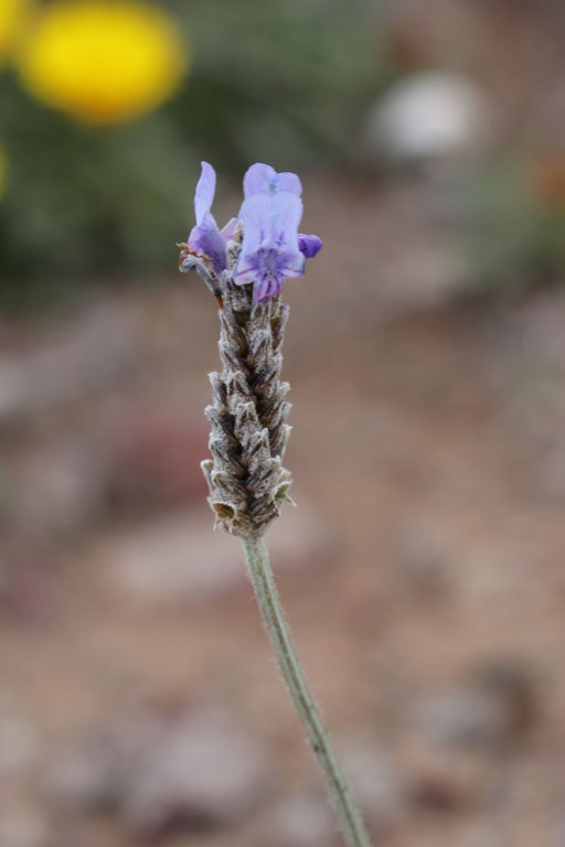 Lavande multifide, Lavandula multifida, Cabo de Gata, Andalousie orientale, mars 2018