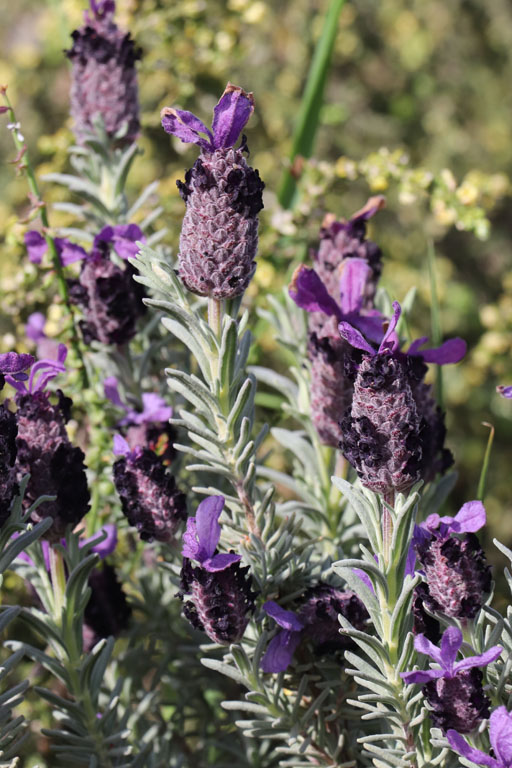Lavande des Maures, Lavandula stoechas, Cabo de Gata, Andalousie orientale, mars 2018