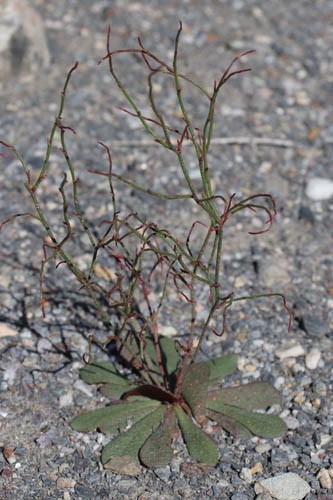 Statice fausse viprine, Limonium echioides, Dsert de Tabernas, Andalousie orientale, mars 2018