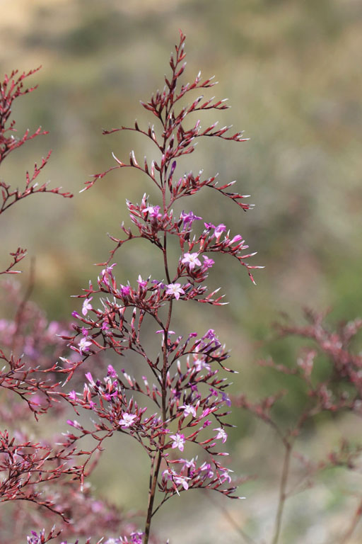 Limonium remarquable, Limonium insigne, Dsert de Tabernas, Andalousie orientale, mars 2018