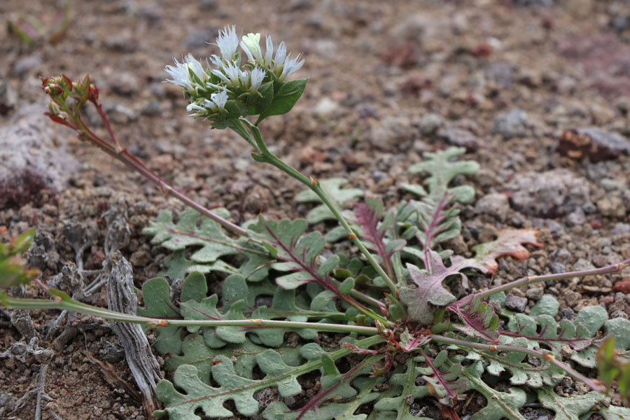 Limonium lob, Limonium lobatum, Cabo de Gata, Andalousie orientale, mars 2018