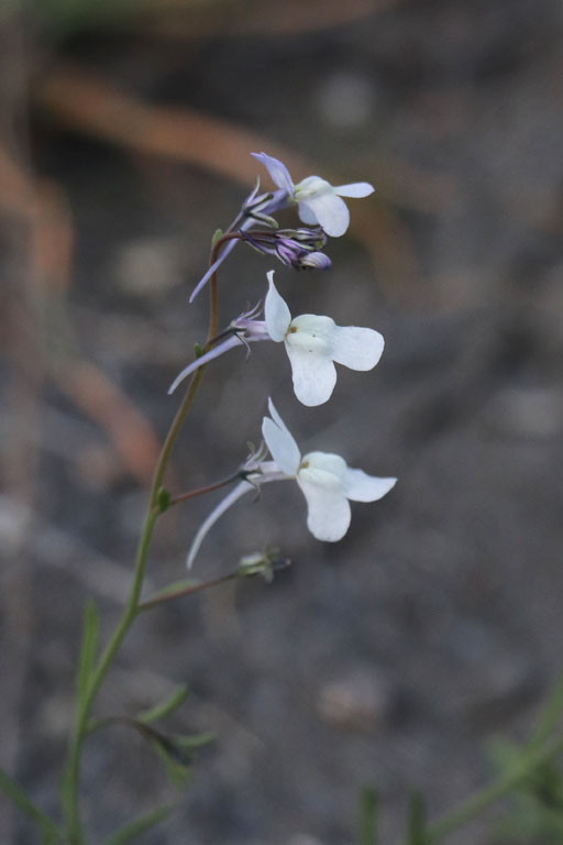 Linaire noircissante, Linaria nigricans, Campo de Tabernas, Andalousie orientale, mars 2018