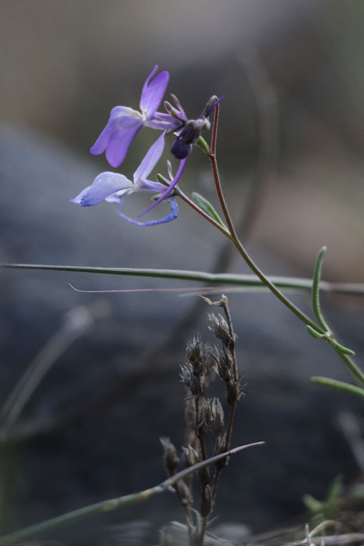 Linaire noircissante, Linaria nigricans, Campo de Tabernas, Andalousie orientale, mars 2018