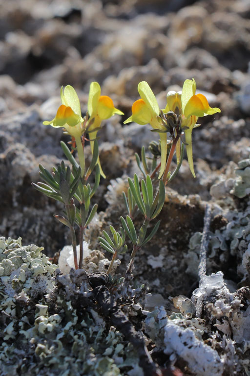 Linaire d'Aragon, Linaria oblongifolia subsp. aragonensis, Gypses de Sorbas, Andalousie orientale, mars 2018